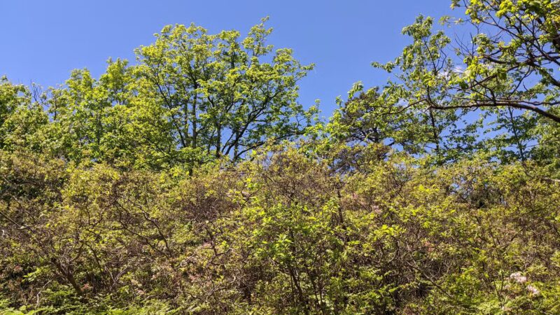 Mid State Trail - Clearville, PA