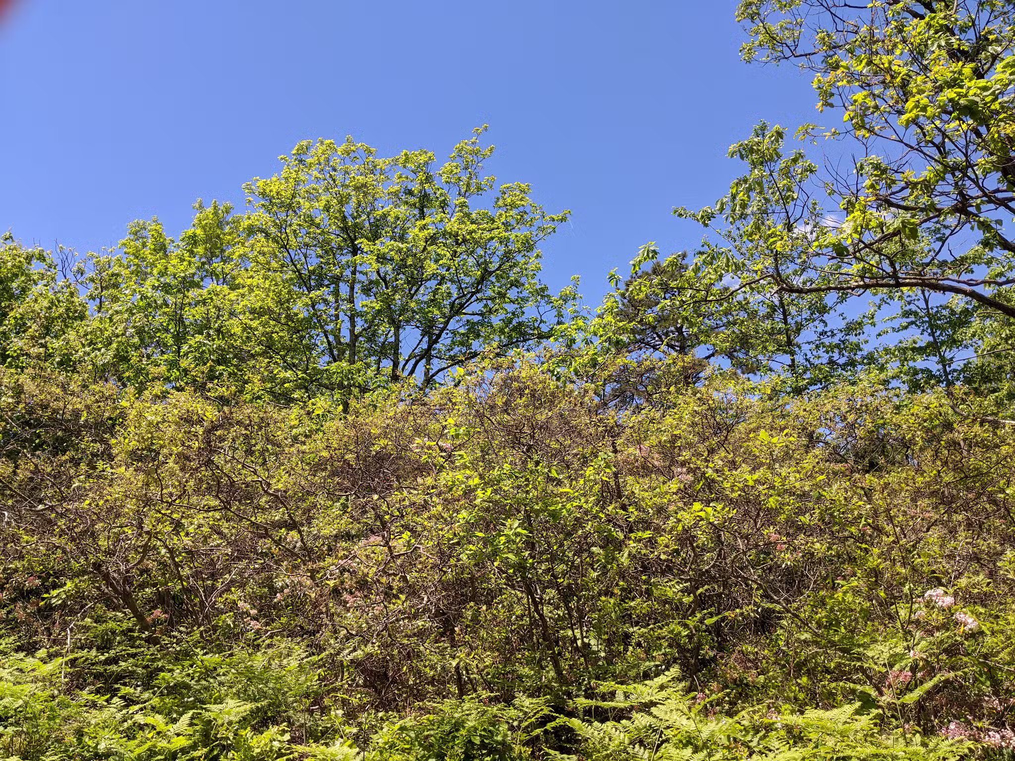 Mid State Trail - Clearville, PA