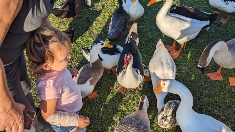 Callicott Student Park - Cleburne, TX