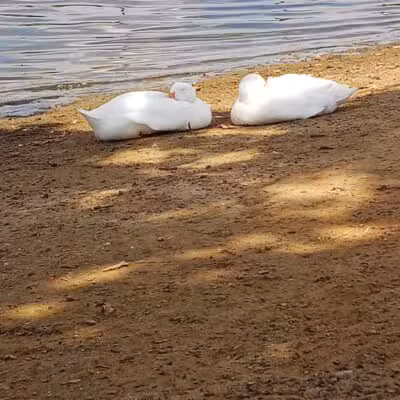 Callicott Student Park - Cleburne, TX