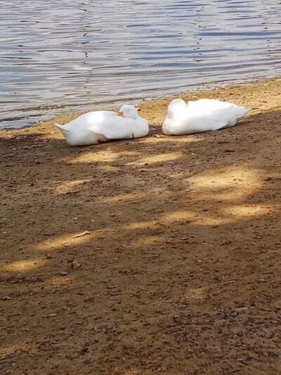 Callicott Student Park - Cleburne, TX