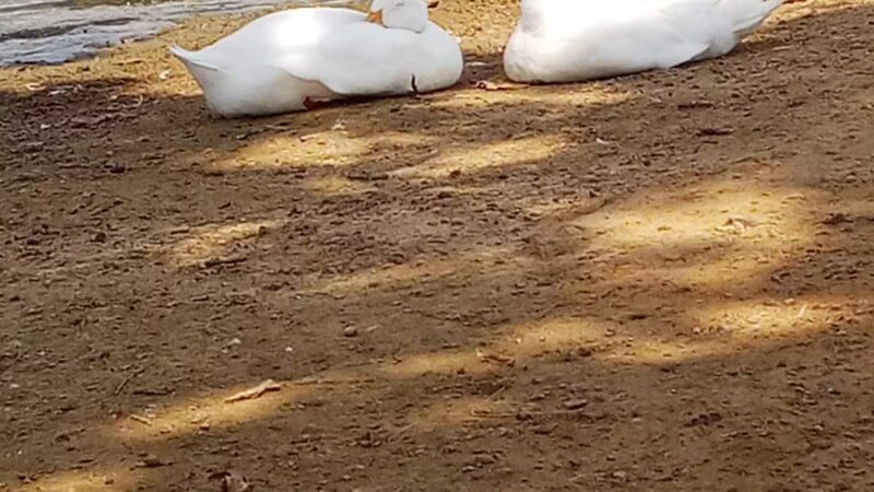 Callicott Student Park - Cleburne, TX