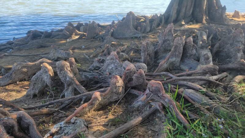 Callicott Student Park - Cleburne, TX