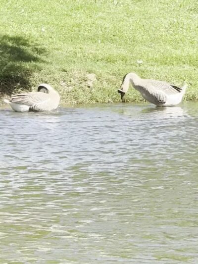 Callicott Student Park - Cleburne, TX