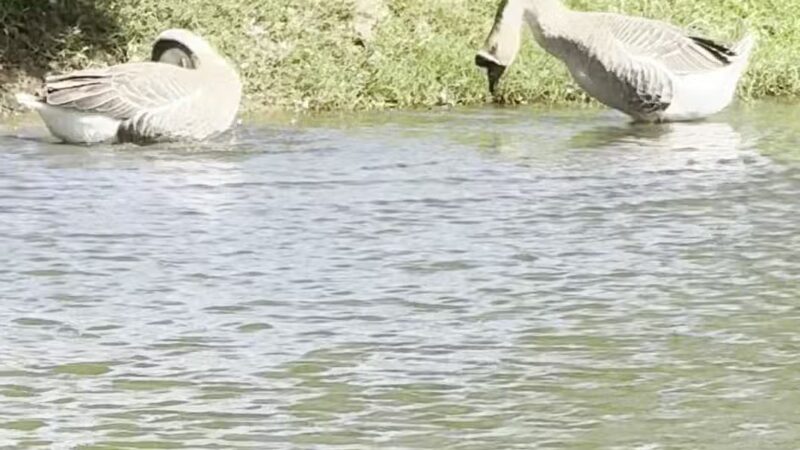 Callicott Student Park - Cleburne, TX