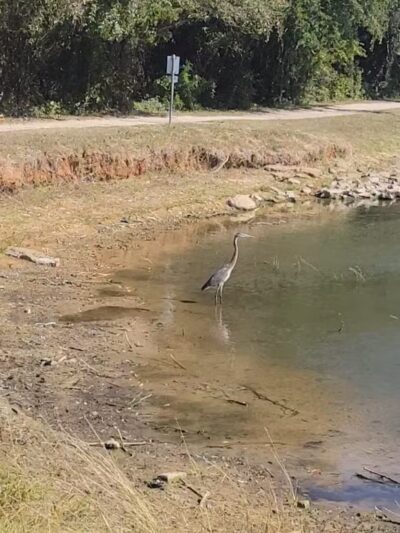 Callicott Student Park - Cleburne, TX