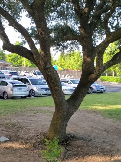 Hulen Park - Cleburne, TX