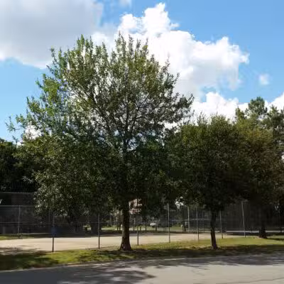 John P. Bradshaw Park - Cleburne, TX