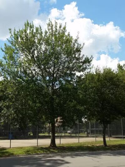 John P. Bradshaw Park - Cleburne, TX