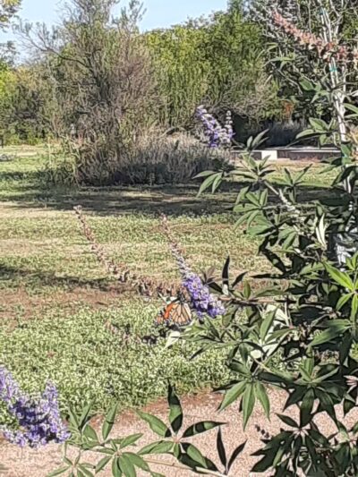 Winston Patrick McGregor Park - Cleburne, TX