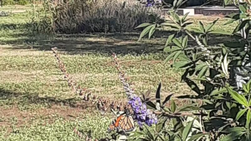 Winston Patrick McGregor Park - Cleburne, TX