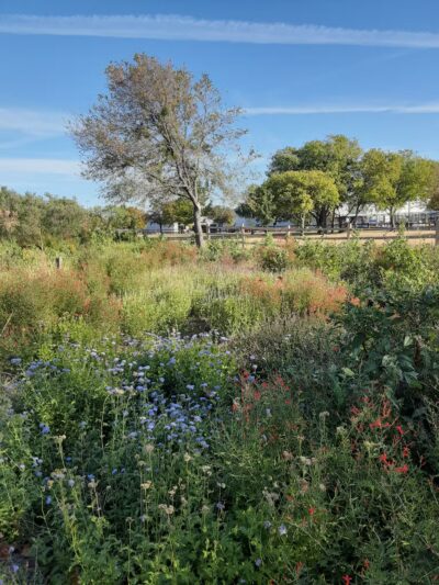Winston Patrick McGregor Park - Cleburne, TX