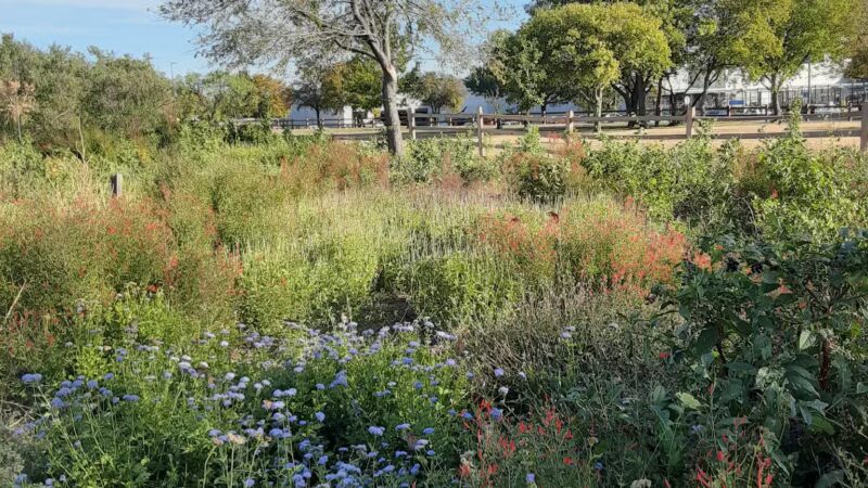 Winston Patrick McGregor Park - Cleburne, TX