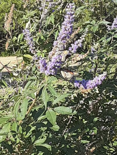 Winston Patrick McGregor Park - Cleburne, TX