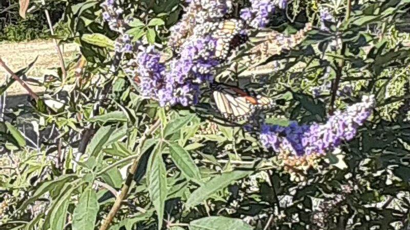 Winston Patrick McGregor Park - Cleburne, TX