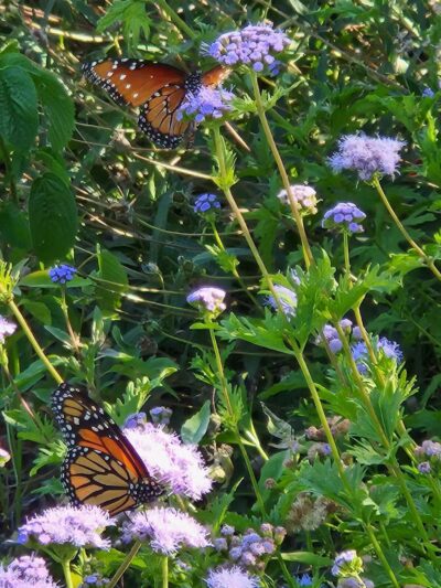 Winston Patrick McGregor Park - Cleburne, TX