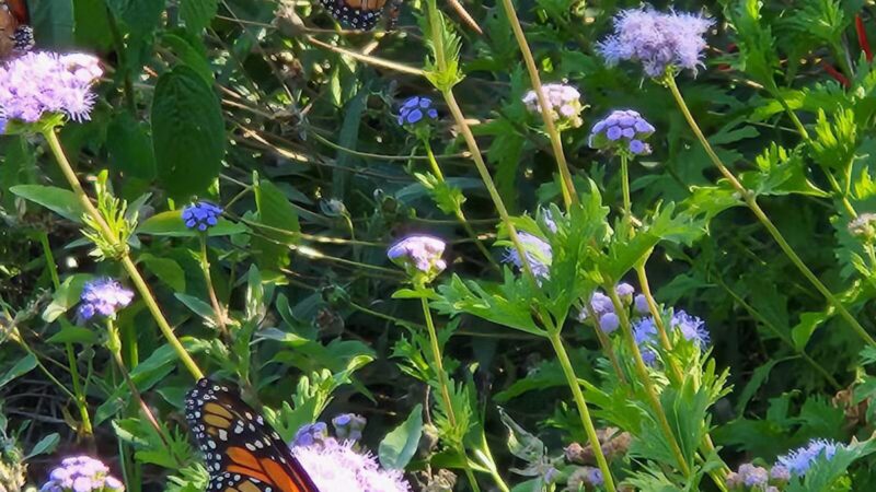 Winston Patrick McGregor Park - Cleburne, TX