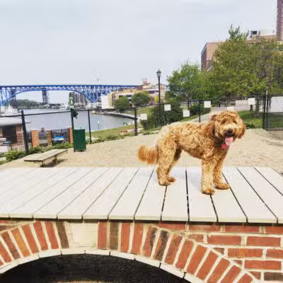 Downtown Cleveland Dog Park - Cleveland, OH