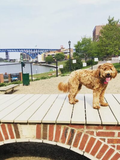 Downtown Cleveland Dog Park - Cleveland, OH