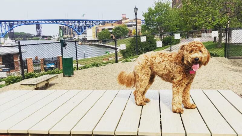 Downtown Cleveland Dog Park - Cleveland, OH