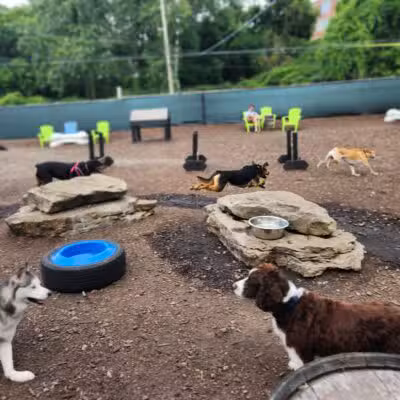 Taps & Tails - Cleveland, OH