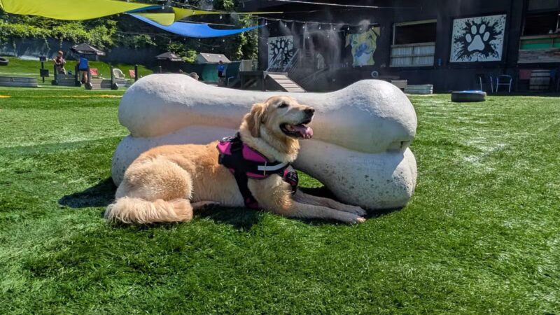 Taps & Tails - Cleveland, OH