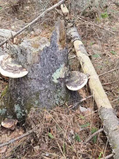 Pine Valley Trail System White Pine Loop - Cloquet, MN