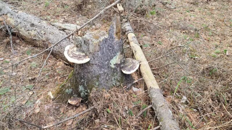 Pine Valley Trail System White Pine Loop - Cloquet, MN