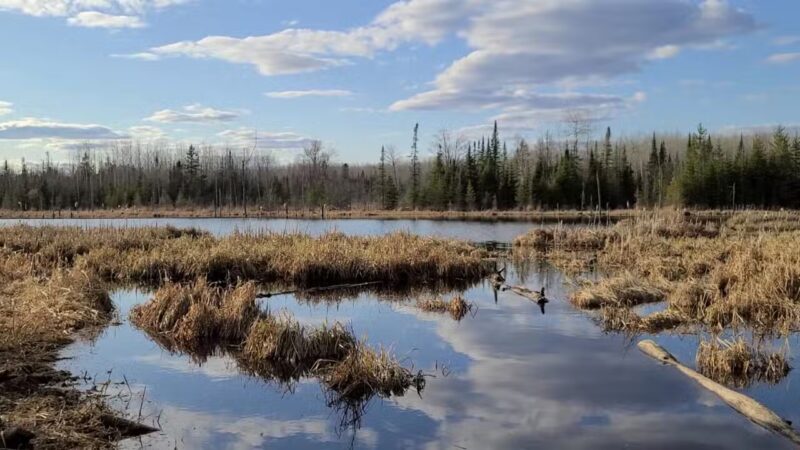 Pine Valley Trail System White Pine Loop - Cloquet, MN