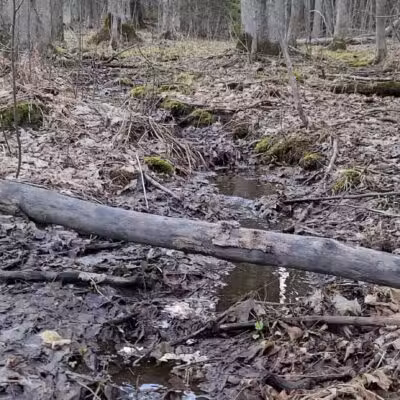 Pine Valley Trail System White Pine Loop - Cloquet, MN