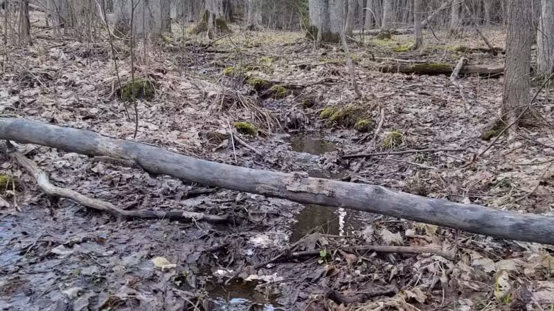 Pine Valley Trail System White Pine Loop - Cloquet, MN