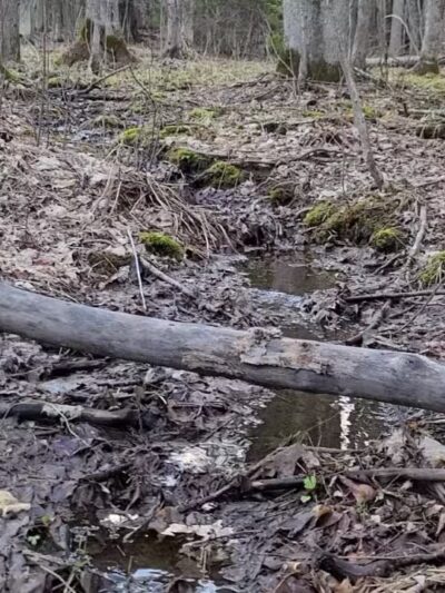 Pine Valley Trail System White Pine Loop - Cloquet, MN