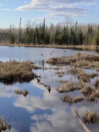 Pine Valley Trail System White Pine Loop - Cloquet, MN