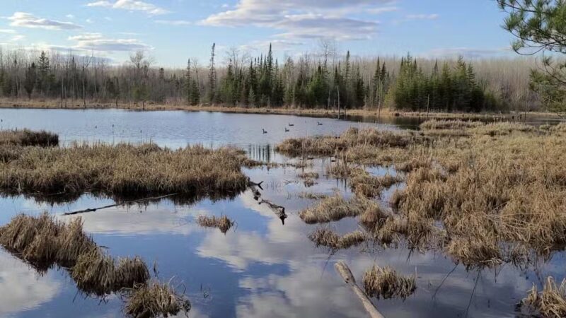 Pine Valley Trail System White Pine Loop - Cloquet, MN