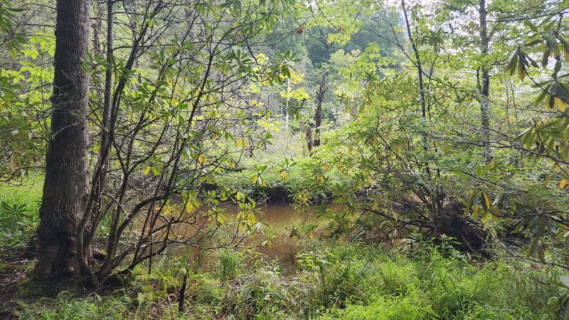 Bark Camp Recreation Area - Coeburn, VA