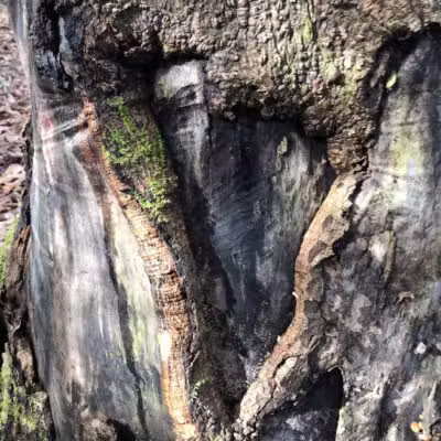 Bark Camp Recreation Area - Coeburn, VA