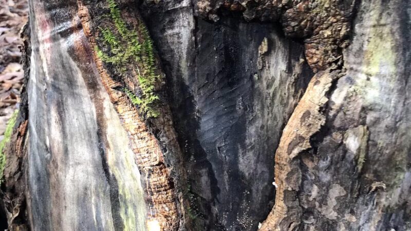 Bark Camp Recreation Area - Coeburn, VA