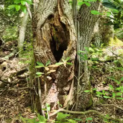 Bark Camp Recreation Area - Coeburn, VA