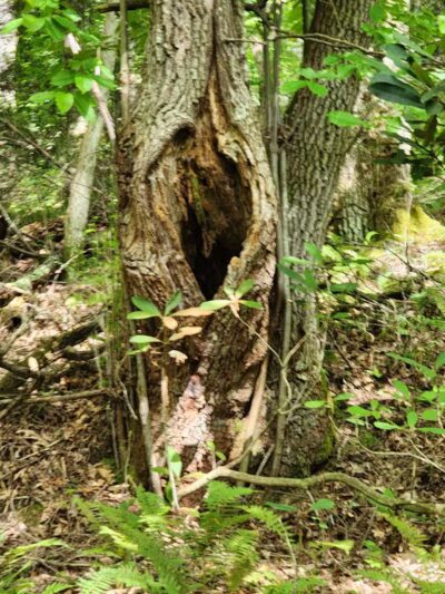 Bark Camp Recreation Area - Coeburn, VA