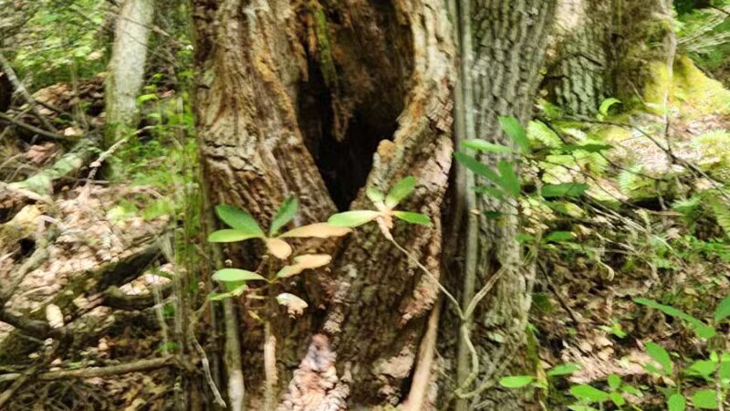 Bark Camp Recreation Area - Coeburn, VA