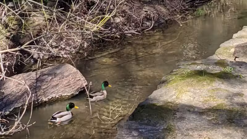 Sparger Park - Colleyville, TX