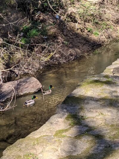 Sparger Park - Colleyville, TX