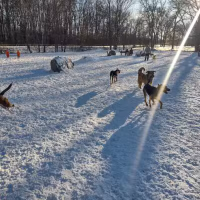 Terrill Park Dog Park - Concord, NH
