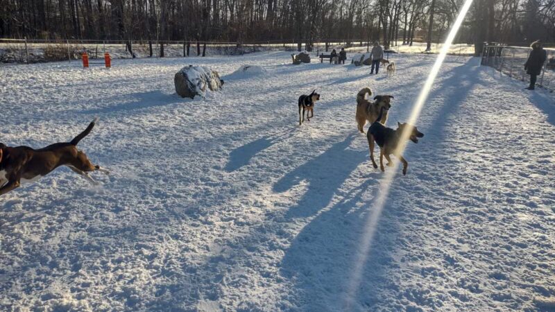 Terrill Park Dog Park - Concord, NH