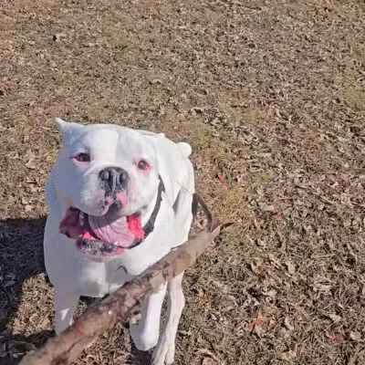 Terrill Park Dog Park - Concord, NH