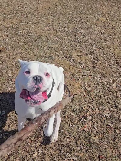 Terrill Park Dog Park - Concord, NH