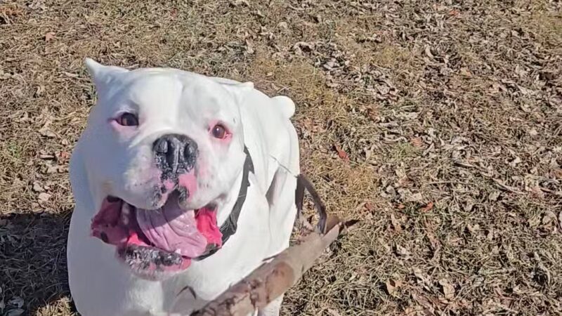 Terrill Park Dog Park - Concord, NH