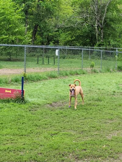 Terrill Park Dog Park - Concord, NH