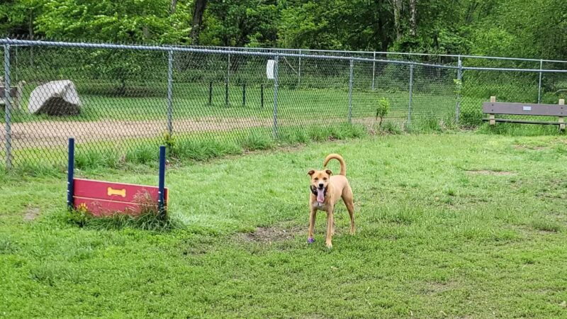 Terrill Park Dog Park - Concord, NH