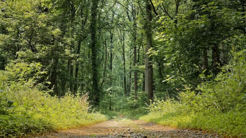 Funks Pond Recreational Area - Conowingo, MD